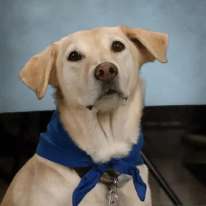 Trixie the Therapy Dog